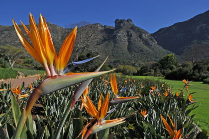 I Giardini Botanici di Kirstenbosch